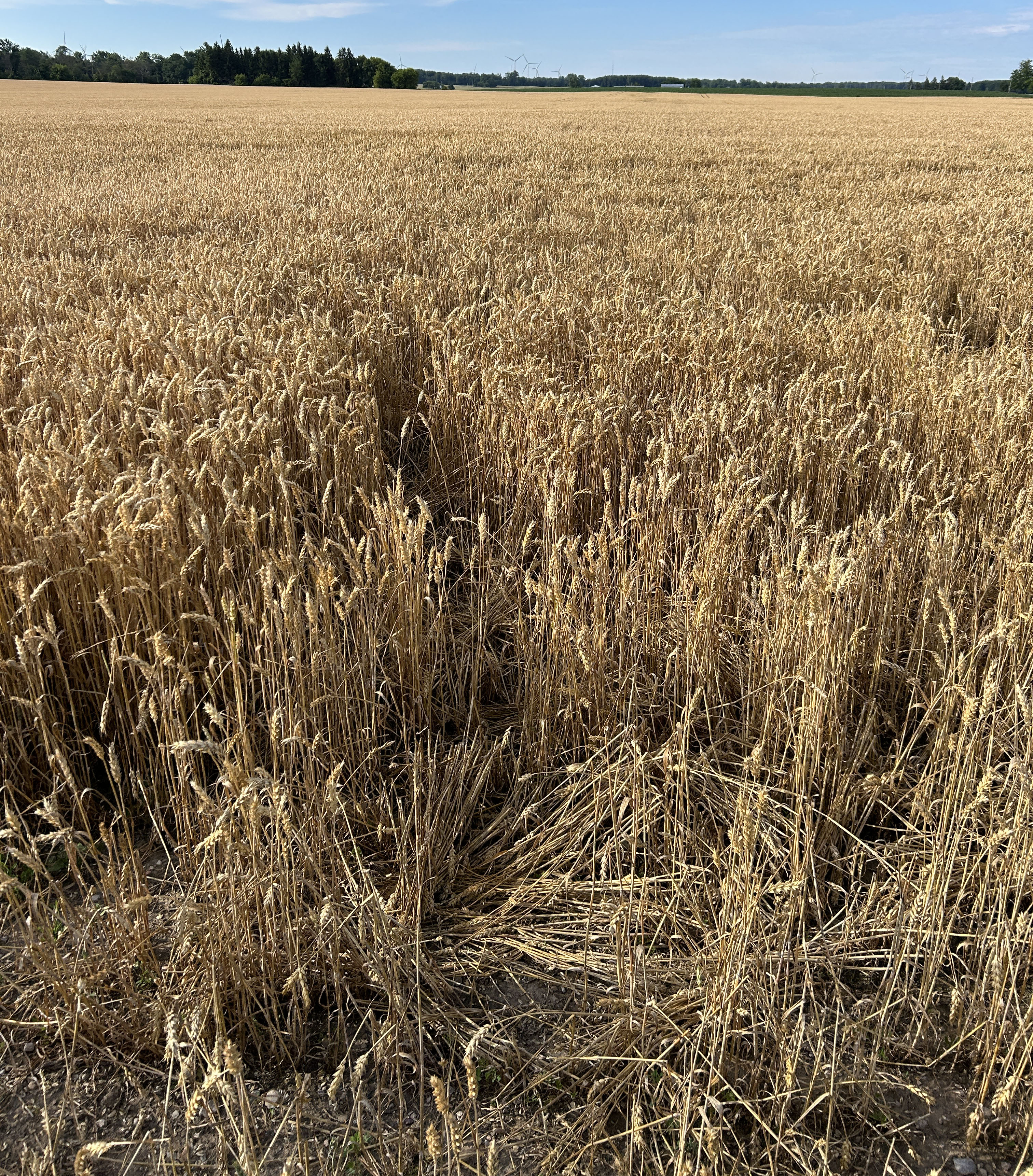 Wheat in a field ready to be harvested.